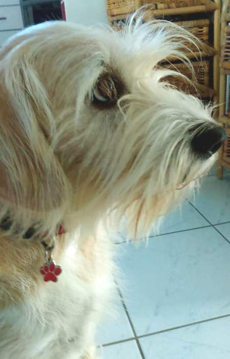 paw red gina.jpg